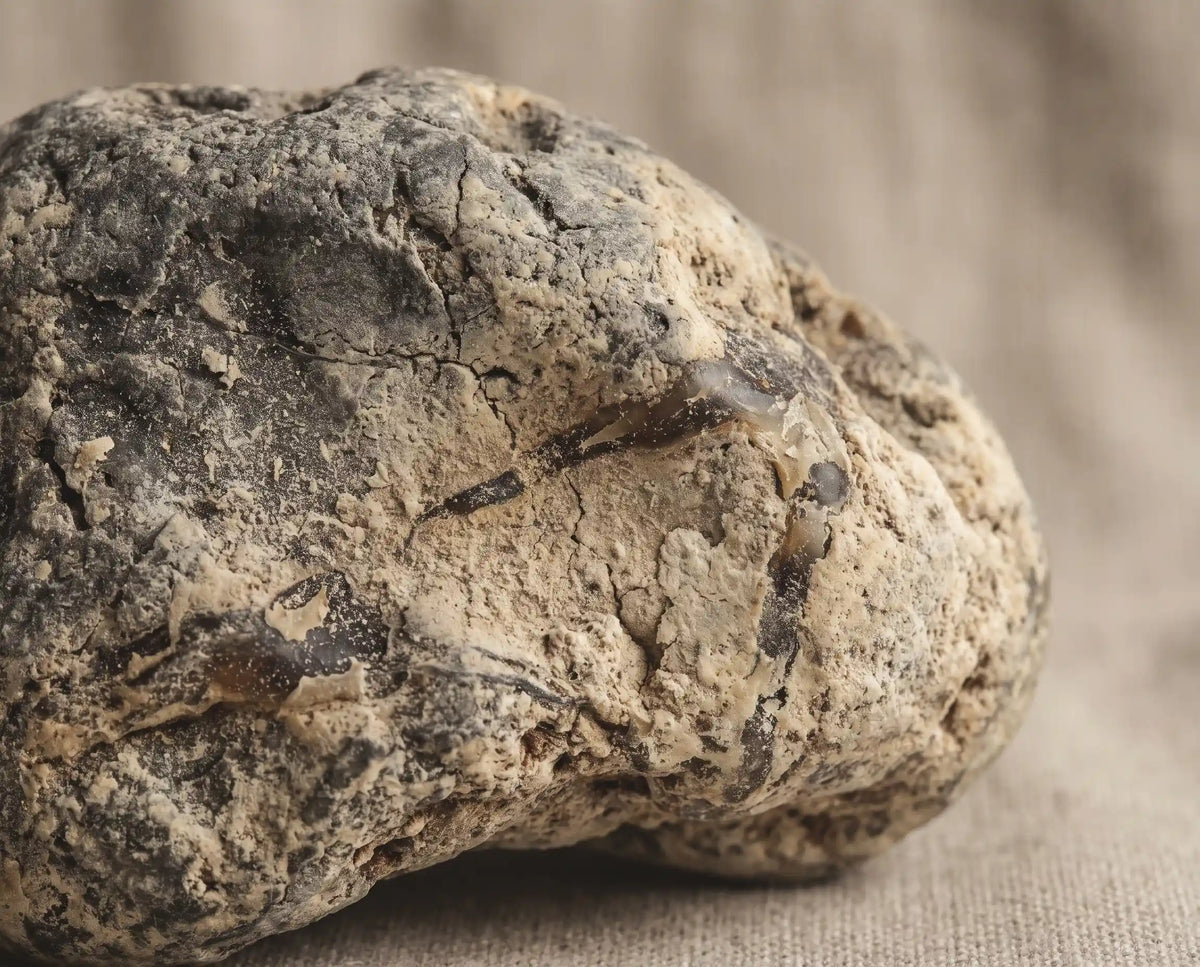 AMBERGRIS 