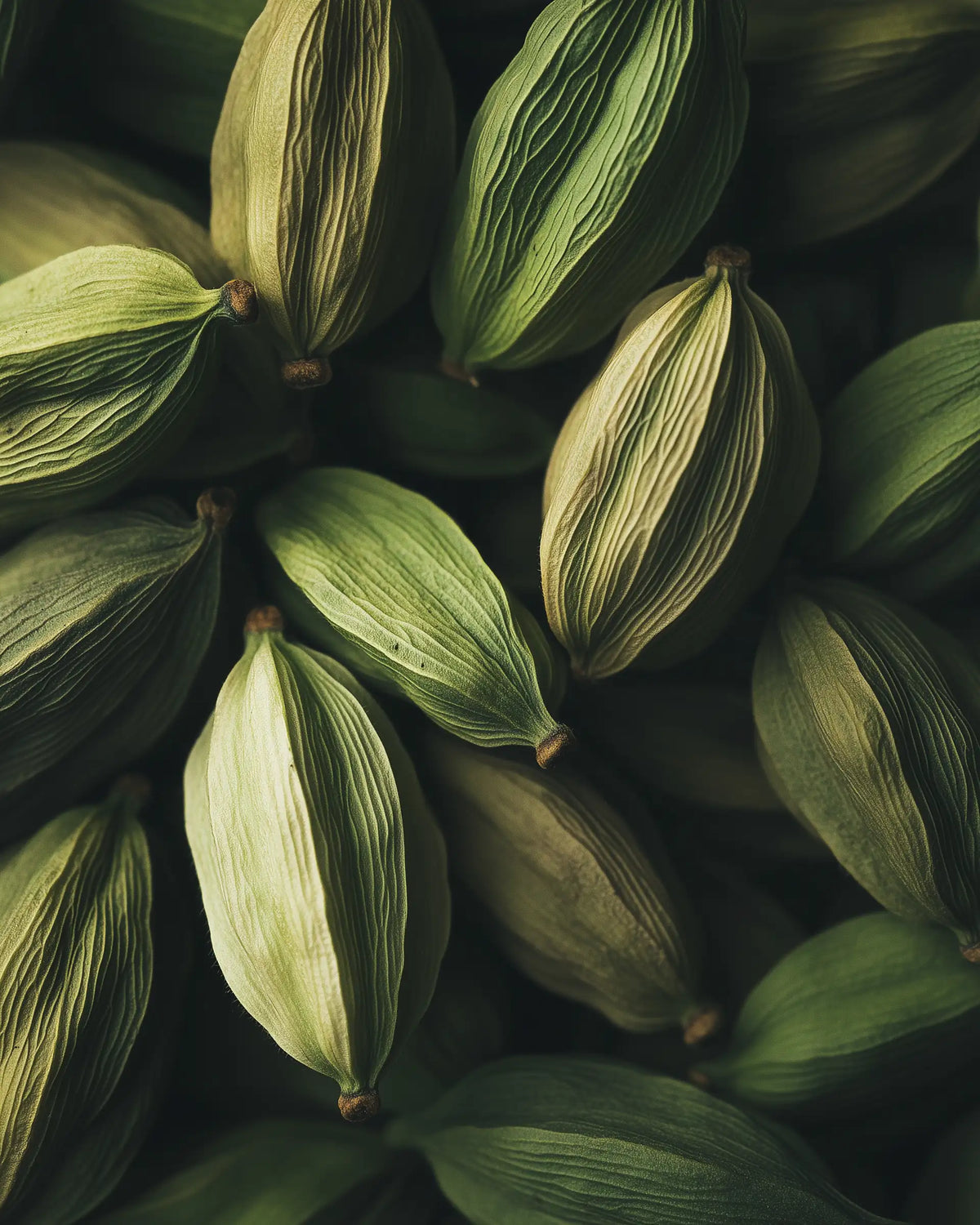 CARDAMOM