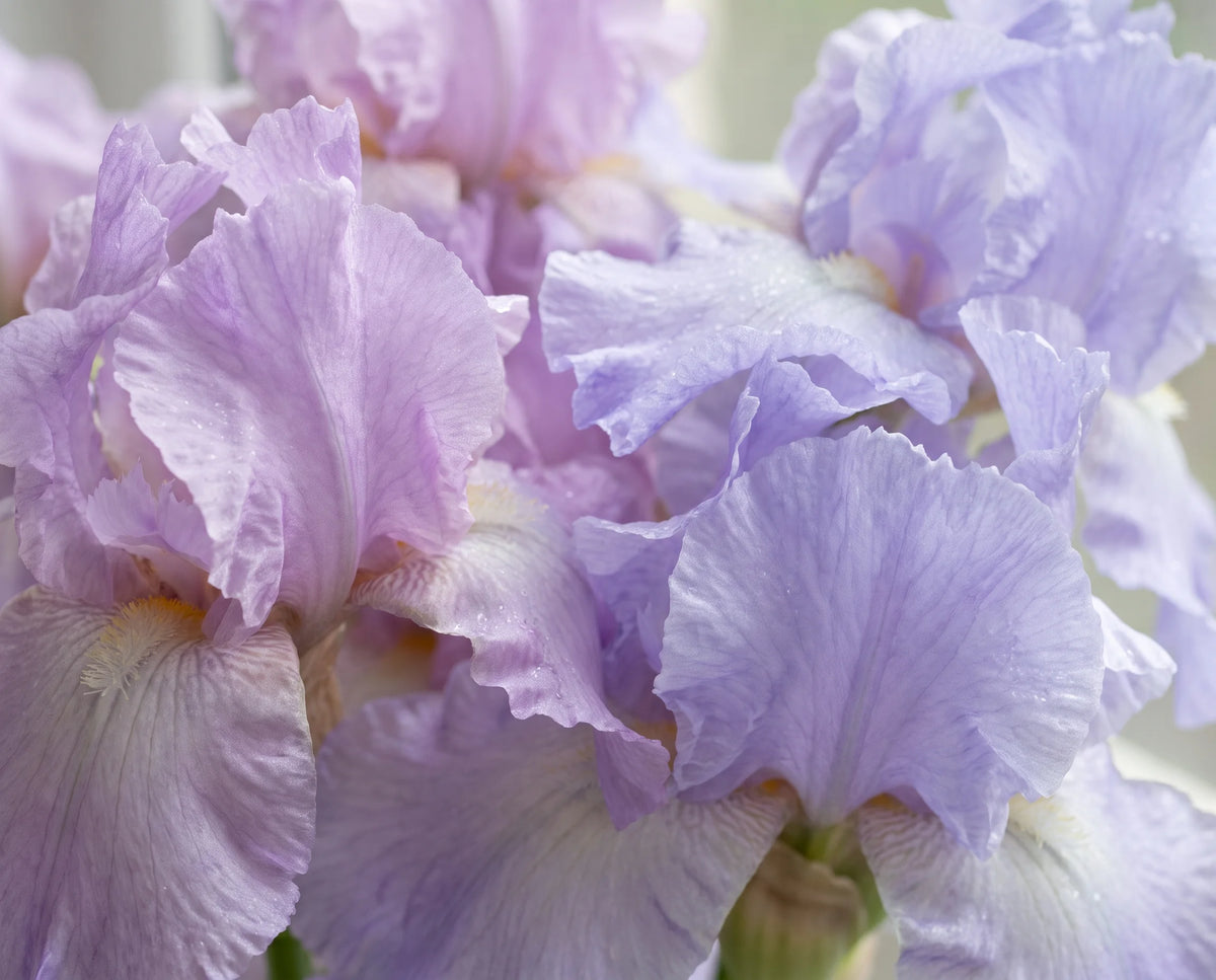IRIS 
