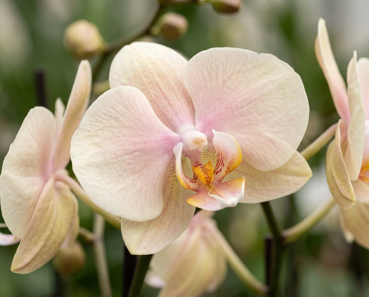 ORCHID