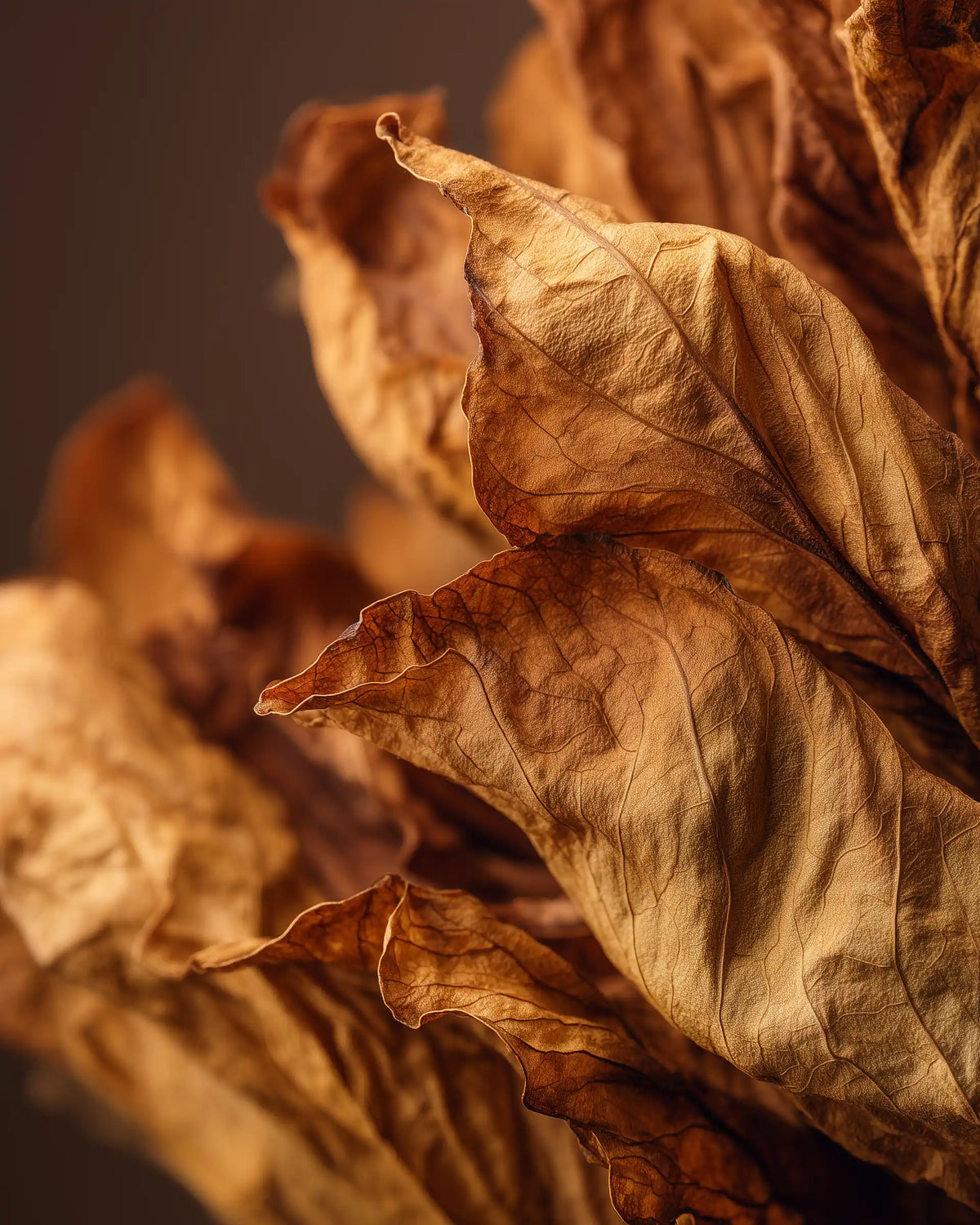 TOBACCO