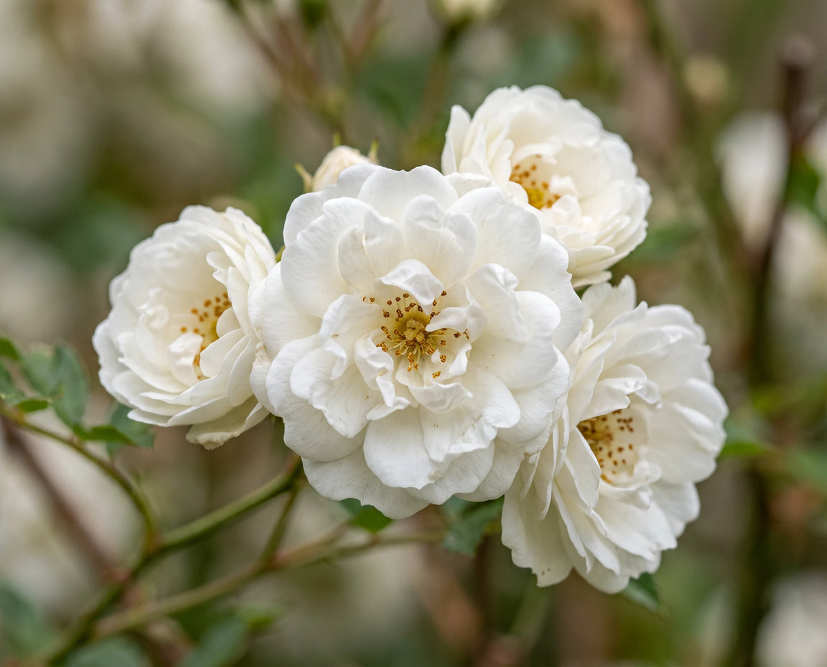 WHITEFLOWER